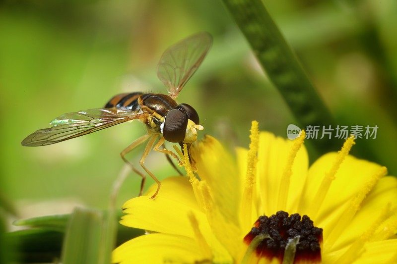 Hawksbeard上的雄性食蚜蝇(Crepis sp.)